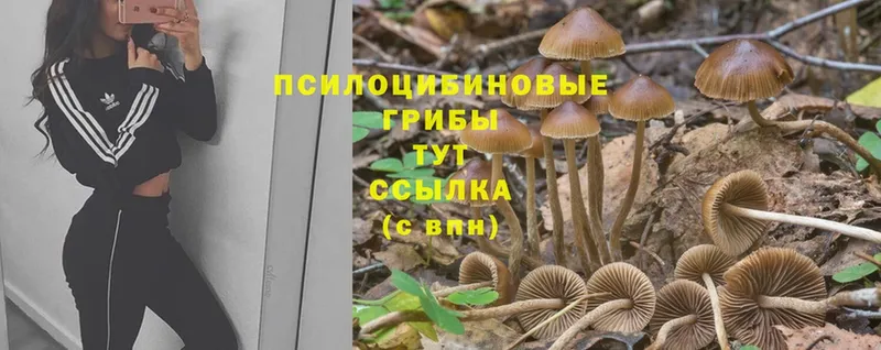 Галлюциногенные грибы Cubensis  Верхнеуральск 